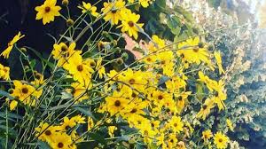 Fiori gialli spontanei sardegna / scopriamo le propieta del profumatissimo elicriso cagliari vistanet : Margheritone Gialle Ovvero Il Topinambur Italian Botanical Trips