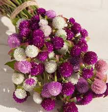 Pin On Garden Annuals