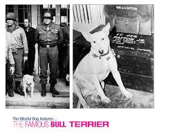General George Patton S Bull Terrier Willie When General Patton Bought Willie He Wrote In His Diary My B Mini Bull Terriers Bull Terrier Bull Terrier Funny