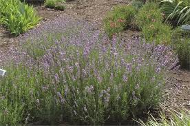 How long does lavender live? Growing Lavender Planting Caring Buy Lavender Plants Garden Design