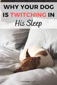 3 Reasons Your Dog Is Twitching In His Sleep Your Dog Dogs Sleeping Dogs