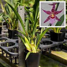 Image result for Alchornea hirtella