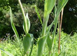 Goat S Beard Pictures Flowers Leaves Identification Tragopogon Dubius
