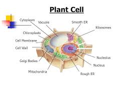 Plant cell parts 7th grade. Cell Structures Functions And Transport Ppt Download