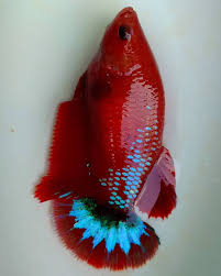 A Female Hellboy Betta With Full Eggs In 2020 Betta Fish Types Betta Fish Betta