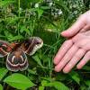 Jun 11, 2021 · a caterpillar's job is just to eat and eat and eat, so the most important part of caring for a caterpillar is to provide a constant supply of fresh food. 3