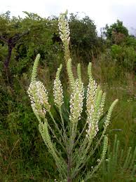 Image result for Hebenstretia