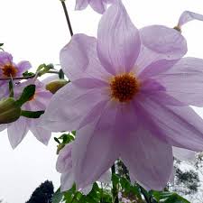 Image result for Dahlia excelsa