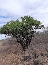 Image result for Dobera