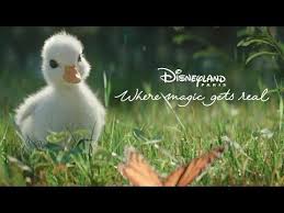 New Disneyland Paris Tv Advertisement Titled The Little Duck Featuring An Adorable Duckling With A Love For Donald D Disneyland Disneyland Paris Disney Duck