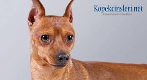 Minyatur Pinscher Ozellikleri Bakimi Nasil Bir Kopektir