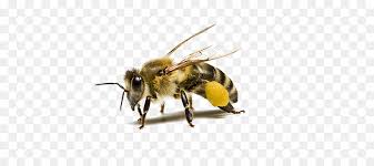 Fond ecran smartphone arrière plan fond écran gratuit fond iphone peinture graffiti adidas fond fond écran adidas papiers peints mignons mode de broderie. Abeille Les Insectes Miel Dabeille Carniolienne Png Abeille Les Insectes Miel Dabeille Carniolienne Transparentes Png Gratuit