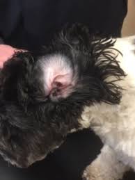 Treating Your Dogs Itchy Ears Free for commercial use no attribution required high quality images. treating your dogs itchy ears