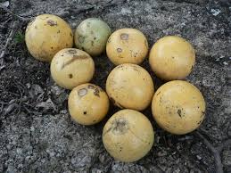 Image result for Strychnos madagascariensis