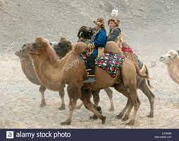 Also, mention some importance of it in the engineering studies. Bactrian Camel Stockfotos Und Bilder Kaufen Alamy