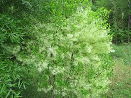 Image result for Chionanthus