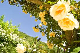 Il giapponese è lingua ufficiale nell'arcipelago giapponese e nell'isola di angaur (), dove condivide lo status con l'angaur e l'inglese. A Merano Nei Giardini Di Castel Trauttmansdorff Sbocciano Le Rose