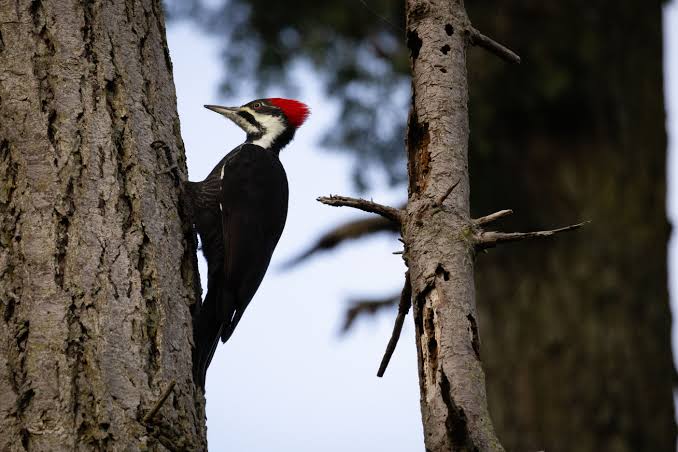 Pecker Photos, Download The BEST Free Pecker Stock Photos & HD Images