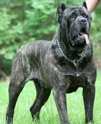 Cane Corso Dogs Cane Corso Dog Corso Dog Cane Corso