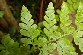 Image result for Microlepia speluncae