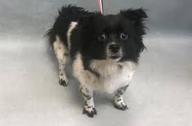 At Risk To Be Destroyed 8 04 18 Ruby Is At Risk Of Euthanasia And Needs Placement Please Consider Opening Your Home Today Hello My Name Is Ruby My Animals