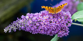 Check spelling or type a new query. 5 Flowering Shrubs To Plant Now Eising Garden Centre