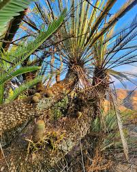 Image result for Zamiaceae