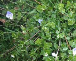 Image result for Plantaginaceae