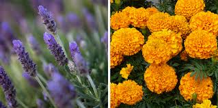 Fresh from the fields · great quality & value · quick & easy checkout 11 Edible Flowers Flower Power