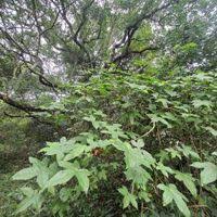 Image result for Gossypioides kirkii