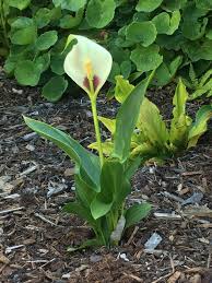 Image result for Zantedeschia albomaculata
