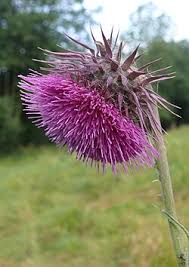 Image result for Carduus