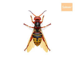 Comment faire fuir les frelons. Destruction Nids De Guepes Et Frelons Intervention Rapide 7j 7