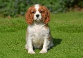 More images for how long do cavalier king charles spaniels live » Cavalier King Charles Spaniel For Sale Pure Breed Pups Pet Mania Dubai
