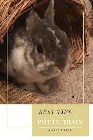 Before she was 1, she was already taking her diapers off when she pooped, and then when she realized she knew how to take her pants off, as soon as she peed in her diaper, she would take it off. Do Your Rabbits Use Your House As A Large Litter Box Are You Tired Of Cleaning Poops Every Time Or The Rabbit Urine Pet Bunny Rabbit Litter Box Rabbit Litter