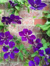Climbing plants with flowers ireland. How To Pick The Best Climbing Plants For Your Garden Houzz Ie