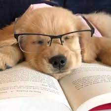 Pin By Lisa Even On Chiots Trop Mignons Video Cute Animals Puppies Cute Dogs