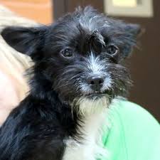 Hi I M Gremlin I M A Young Spayed Female Black With White Terrier Mix Pitbull Terrier Terrier Mix Terrier Mix Dogs