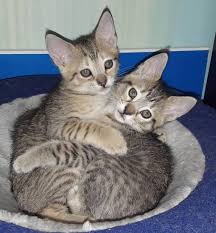 Looking for your perfect male cat name or female cat name? 100 Sibling Cat Names Check Our Pawsome Store If You Love Cats Www Kawaiikitty Co Follow Us For More Pawsome Purrsome Furrso Cat Names Cats Cat Adoption