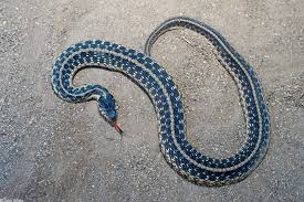 Appearance most garter snakes are striped black and yellow or have a checkered pattern. Eastern Gartersnake