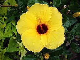 Image result for Hibiscus jacksonianus