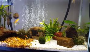 Gas bubble disease is usually caused by very fine microbubbles in your tank. How To Get Rid Of Brown Algae In Fish Tank Aquarium Adviser