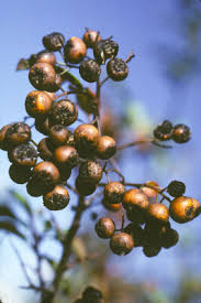 Image result for Pycnosphaera buchananii