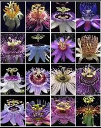 Image result for Passifloraceae