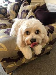 Oak (Patsy&George) looking very floofy after her groom.