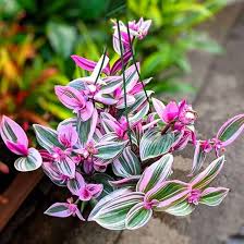 Image result for Tradescantia