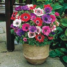 Van Bourgondien Anemones Mix Super Bag Bulbs 50 Pack 69110 The Home Depot Bulb Flowers Anemone Flower Display