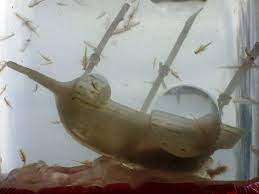 More images for how to clean sea monkey tank » Amazing Animals How To Take Care Of Your Very Own Sea Monkeys Ems Sound