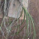 Image result for Ancistrorhynchus clandestinus