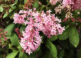 While lilacs tend to be hardy, they do need to be pruned on a regular basis to keep them growing healthy and strong. Lilac Bush Tips On Planting And Growing Big Blog Of Gardening